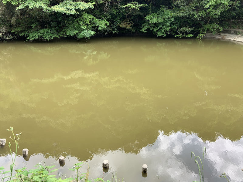 館山市：茂名ため池「池の水ぜんぶ抜く」後の現在はどうなった？
