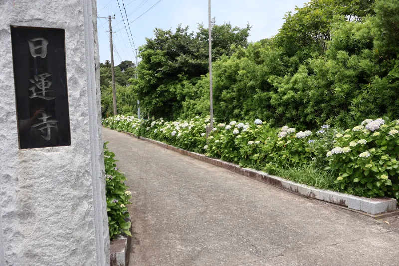 日運寺(通称あじさい寺)とは