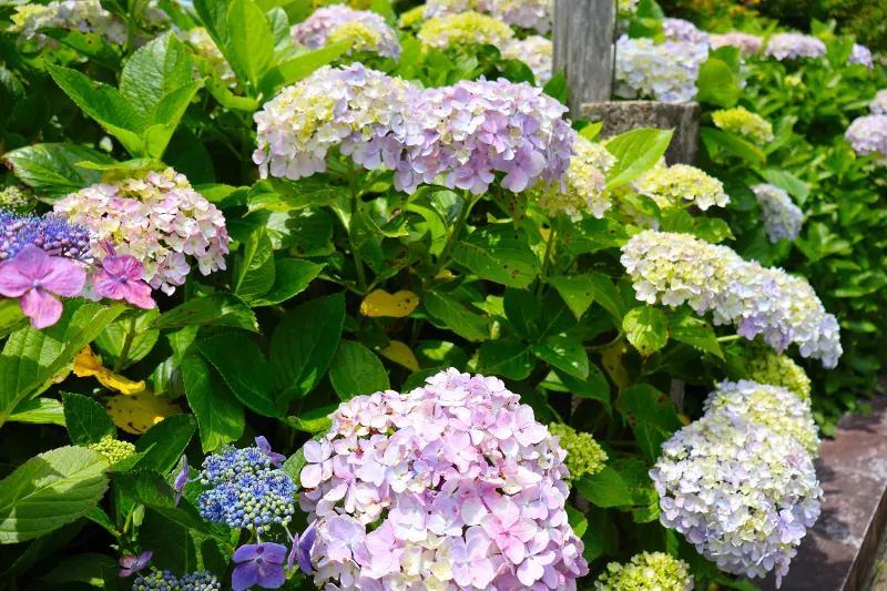 日運寺(あじさい寺):紫陽花の写真