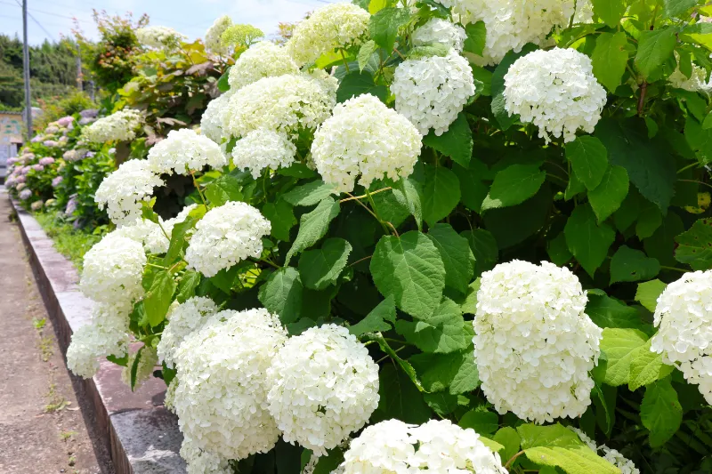 日運寺(あじさい寺):紫陽花の写真