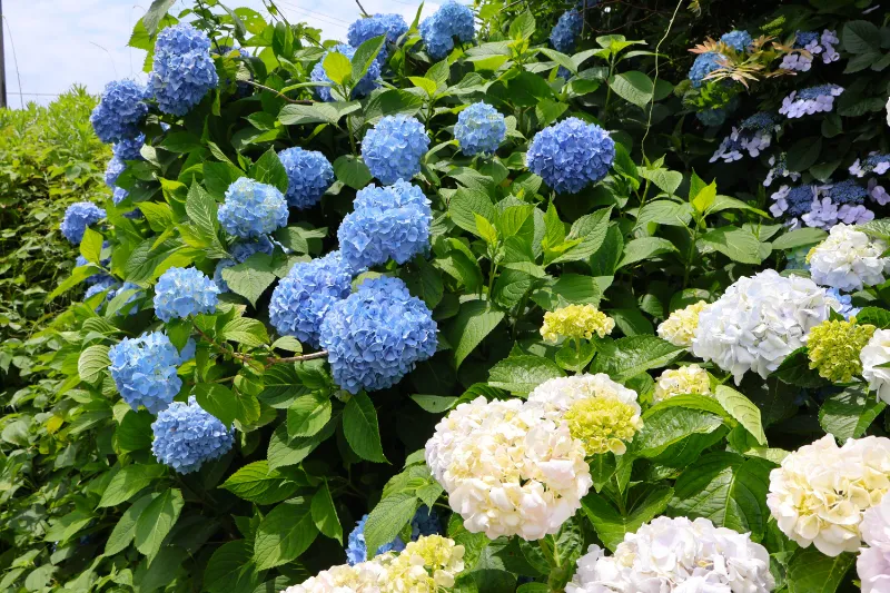 日運寺(あじさい寺):紫陽花の写真
