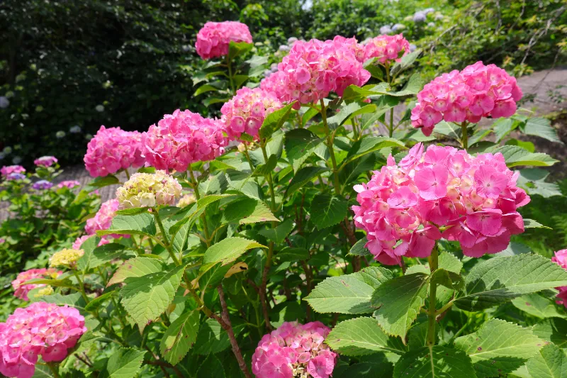 日運寺(あじさい寺):紫陽花の写真