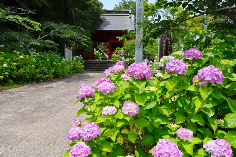 南房総市：日運寺 - あじさい寺の見頃は6月中旬頃