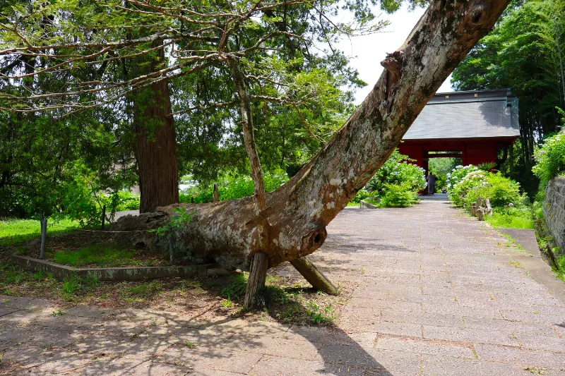 日運寺(あじさい寺):樹齢600年の榧の木