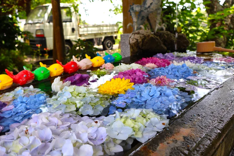 日運寺(あじさい寺):手水舎(ちょうずしゃ)に浮かぶ紫陽花の写真